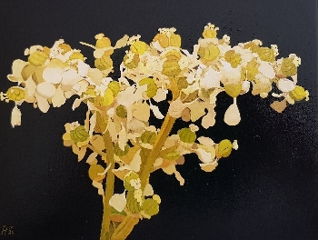 Filipendula Ulmaria